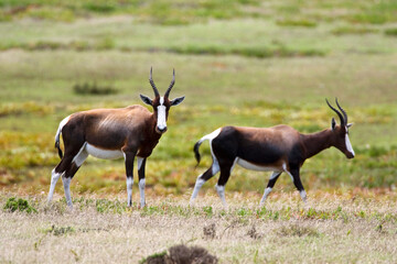 Bontebok, Bontebok, Damaliscus pygargus