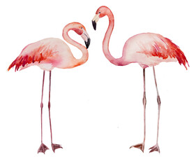 Watercolor two flirting pink flamingoes isolated illustration