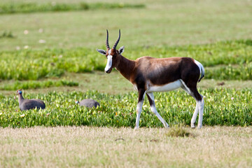 Bontebok, Bontebok, Damaliscus pygargus