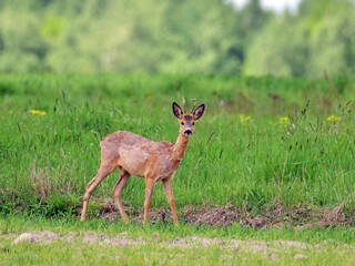 Dzika natura młody kozioł sarny © Edward