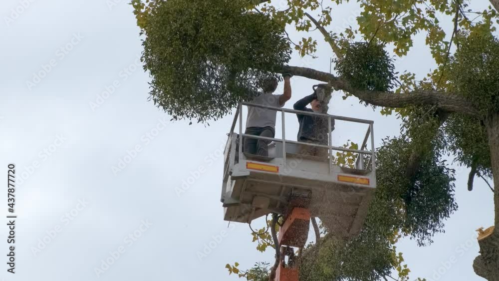 Canvas Prints two male service workers cutting down big tree branches with chainsaw from high chair lift platform.