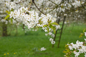 Obraz premium Fruitbomen; Orchards
