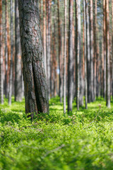 Obraz premium Background pine forest with green lush blueberry grass. Focus in foreground, blurred background. Vertical frame.