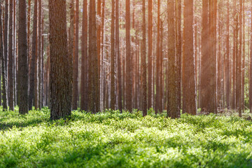 Beautiful sunny morning in a pine forest with green blueberry grass. Selective focus, the...