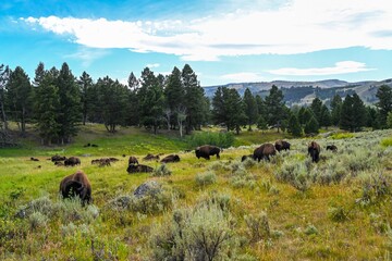 American Bison in the field of Yellowstone National Park, Wyoming © CheriAlguire