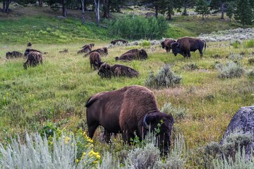 American Bison in the field of Yellowstone National Park, Wyoming