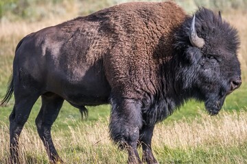 Fototapeta premium American Bison in the field of Yellowstone National Park, Wyoming