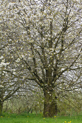 Obraz premium Fruitbomen; Orchards