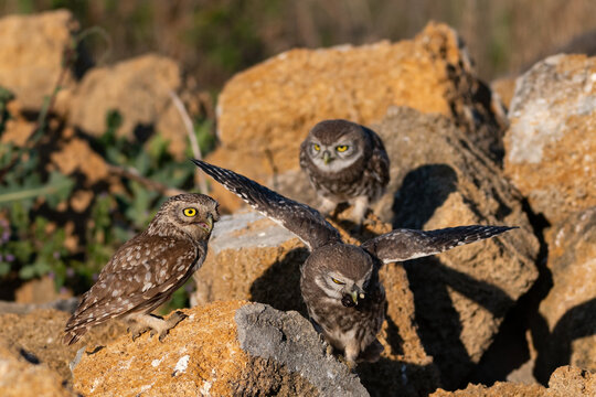 Adult and young little owl Athena noctua in the wild