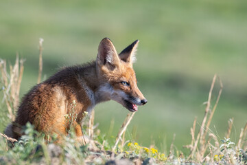 Obraz premium Portrait of a red fox cub Vulpes vulpes in the wild