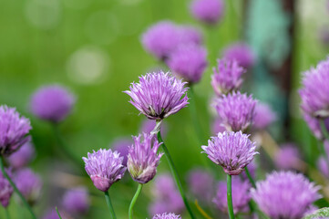 Allium schoenoprasum chives pink violet flowering plant, herbaceous perennial kitchen edible ingredient in bloom