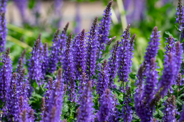 Fototapeta na wymiar Salvia nemorosa the woodland sage beautiful bright color purple blue flowers in bloom, Balkan clary flowering plants in the gard