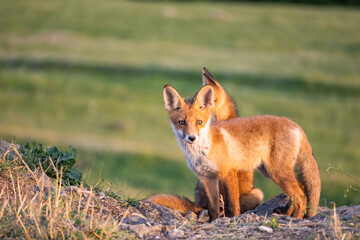 Portrait red fox cub Vulpes vulpes in the habitat