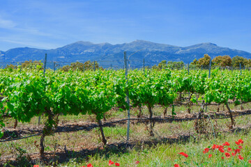 Vines growing in front of mountain slopes at sunny daytime. Agricultural field, viticulture in...
