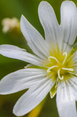 Fototapeta premium Kwiat macro