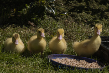 four cute ducklings 