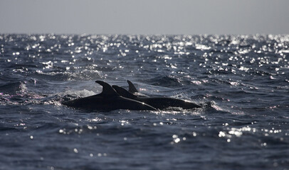Naklejka premium Common Bottlenose Dolphin, Tuimelaar, Tursiops truncatus