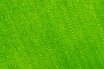 Fototapeta na wymiar Organic green leaf texture close-up. Background. Selective focus at the top of the frame