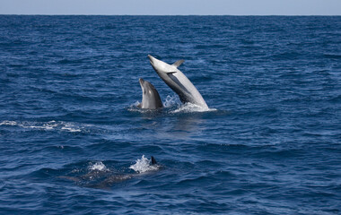 Common Bottlenose Dolphin, Tuimelaar, Tursiops truncatus