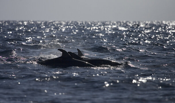 Common Bottlenose Dolphin, Tuimelaar, Tursiops truncatus