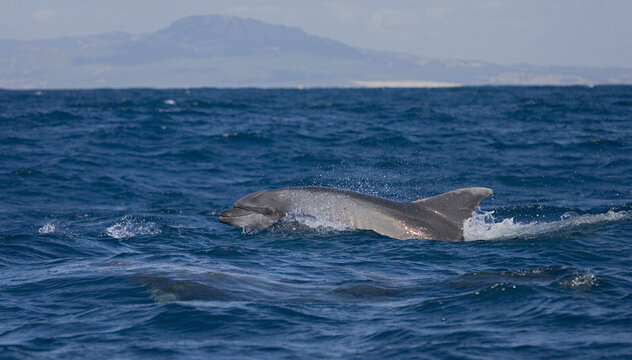 Common Bottlenose Dolphin, Tuimelaar, Tursiops truncatus