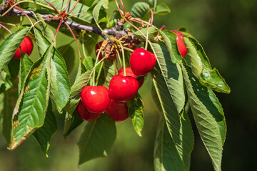 Close up of fresh juicy ripe red cherries still hanging on the tree 