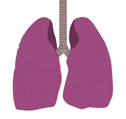 Healthy Lung illustration. Lung lobes and trachea representation