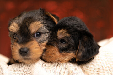 two cute yorkshire terrier dogs showing love and resting