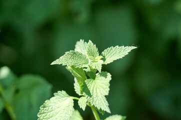 Green leaves of nettle. Young shoots.