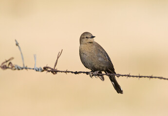 Brewer-troepiaal, Brewers Blackbird, Euphagus cyanocephalus