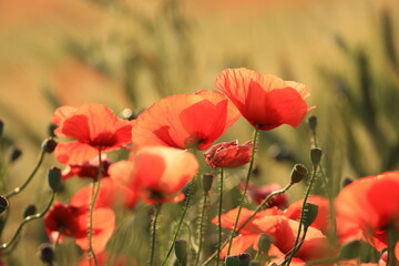 Poppies in the field, red wild flowers