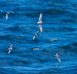 Breedbekprion, Broad-billed Prion, Pachyptila vittata