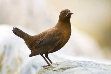Zwarte Waterspreeuw, Brown Dipper, Cinclus pallasii