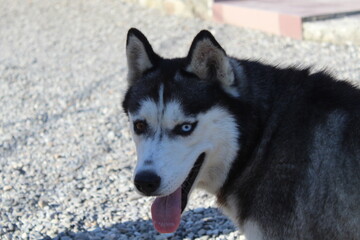 Siberian husky dog