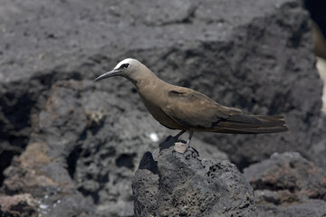 Brown Noddy, Noddy, Anous stolidus