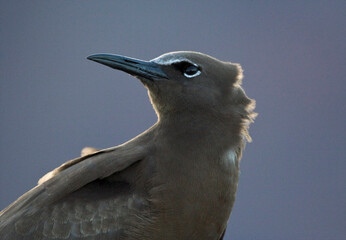 Brown Noddy, Noddy, Anous stolidus, © AGAMI