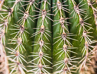 The cactus is a big needle plan. The cactus needles are close-up.
