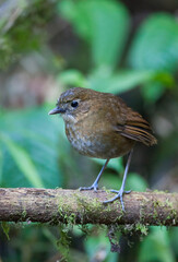 Caldasmierpitta, Brown-banded Antpitta, Grallaria milleri