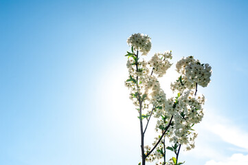 cherry blossom branch in sunny spring