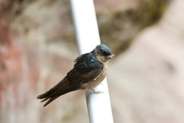 Muiszwaluw, Brown-bellied Swallow, Notiochelidon murina