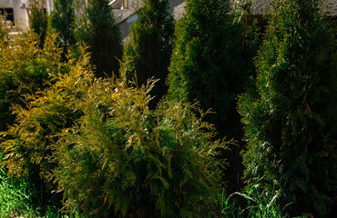thuja bushes in the length of the house in summer