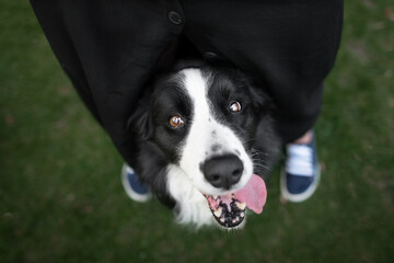 border collie black and white dog, 