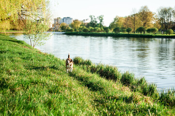 Cocker Spaniel dog runs along the shore