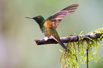 Bruinstaarthoornkolibrie, Buff-tailed Coronet, Boissonneaua flavescens