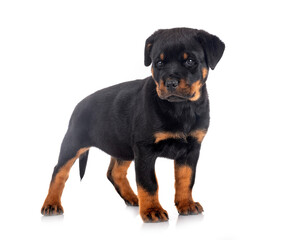puppy rottweiler in studio