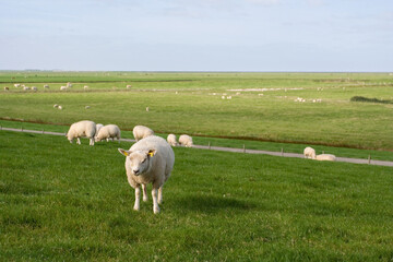 Obraz premium Buitendijkse weilanden, Coastal meadows