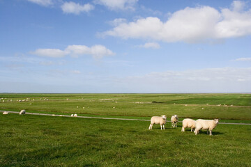 Fototapeta premium Buitendijkse weilanden, Coastal meadows