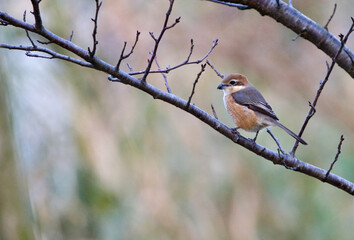 Buffelkopklauwier, Bull-headed Shrike, Lanius bucephalus