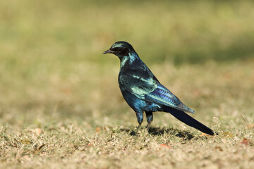 Grote Glansspreeuw , Burchell's Starling, Lamprotornis australis