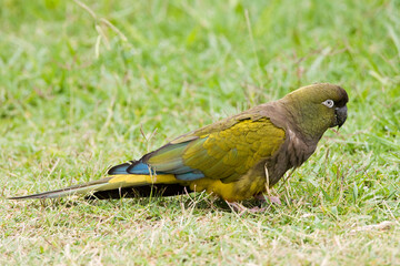 Holenparkiet, Burrowing Parrot, Cyanoliseus patagonus